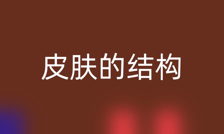 皮膚的結(jié)構(gòu)